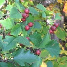 Crataegus keepii ága fénylő zöld levelekkel, fehér tavaszi virágzattal és érőfélben lévő piros bogyótermésekkel/Keep-galagonya (Crataegus keepii)