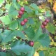 Crataegus keepii ága fénylő zöld levelekkel, fehér tavaszi virágzattal és érőfélben lévő piros bogyótermésekkel/Keep-galagonya (Crataegus keepii)