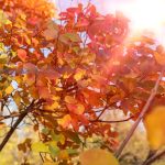 Cotinus coggygria - Cserszömörce - Konténeres