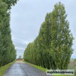 Jegenyenyár - Populus nigra 'Italica' - Konténeres