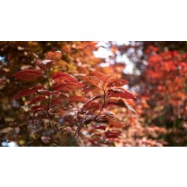   Hollywood vérszilva - Prunus cerasifera 'Hollywood' - Konténeres