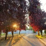 Hollywood vérszilva - Prunus cerasifera 'Hollywood' - Konténeres