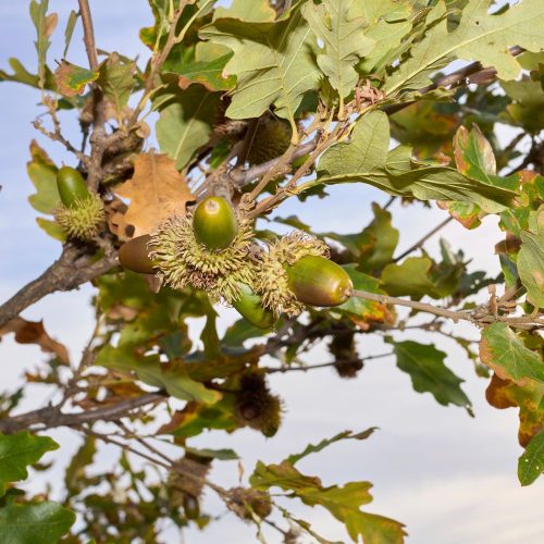 Csertölgy - Quercus cerris -Konténeres