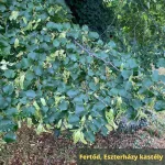 Kislevelű hárs - Tilia cordata - Konténeres