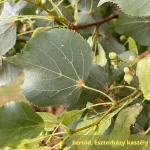Kislevelű hárs - Tilia cordata - Konténeres