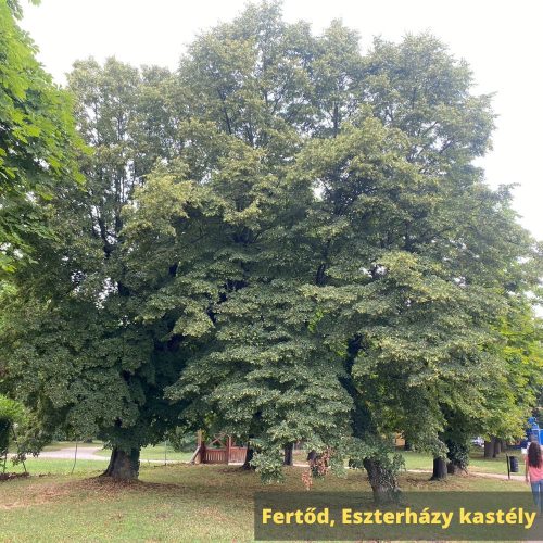 Kislevelű hárs - Tilia cordata - Konténeres