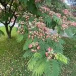 Perzsa selyemakác - Albizia julibrissin - Konténeres