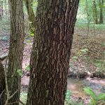 Enyves éger - Alnus glutinosa - Konténeres