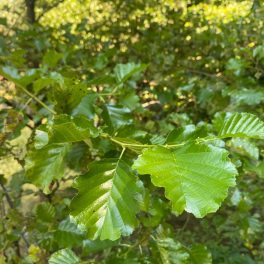 Enyves éger - Alnus glutinosa - Konténeres