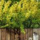 Sárga borsófa - Caragana arborescens - Konténeres