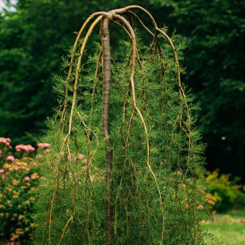 Szeldelt levelű csüngő borsófa - Caragana arborescens 'Walker' - Konténeres