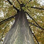 Közönséges gyertyán - Carpinus betulus - Konténeres