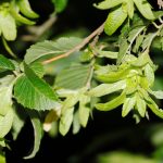 Közönséges gyertyán - Carpinus betulus - Konténeres