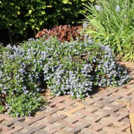   Terülő kaliforniai táskavirág - Ceanothus thyrsifoflorus var. repens - Konténeres