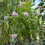 Taskenti trombitafa - Chitalpa x tashkentensis - Konténeres