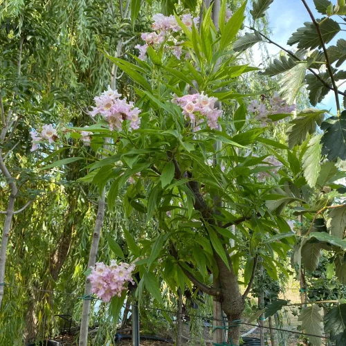 Taskenti trombitafa - Chitalpa x tashkentensis - Konténeres