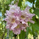 Taskenti trombitafa - Chitalpa x tashkentensis - Konténeres