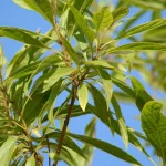 Taskenti trombitafa - Chitalpa x tashkentensis - Konténeres