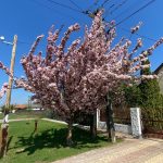 Crataegus x mordenensis 'Toba'
