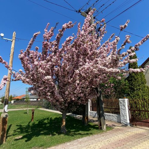 Crataegus x mordenensis 'Toba'