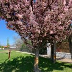 Crataegus x mordenensis 'Toba'