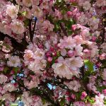 Crataegus x mordenensis 'Toba'