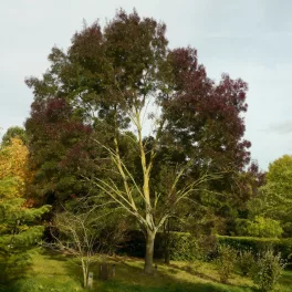 Fraxinus angustifolia ssp. Pannonica - Magyarkőris