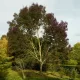 Fraxinus angustifolia ssp. Pannonica - Magyarkőris