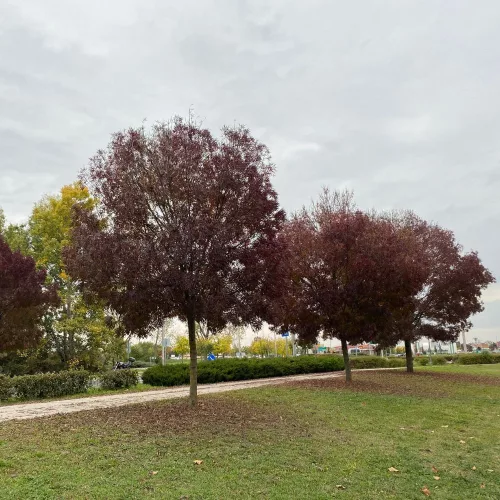 Fraxinus angustifolia Raywood - Őszi bíbor magyarkőris