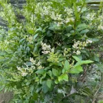 Télizöld fagyal - Ligustrum ovalifolium - Szabadgyökeres