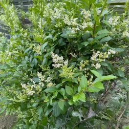 Télizöld fagyal - Ligustrum ovalifolium - Szabadgyökeres