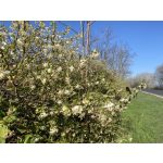 Illatos lonc - Lonicera fragrantissima - Konténeres