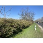 Illatos lonc - Lonicera fragrantissima - Konténeres