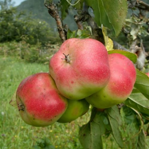 Apistar® alma - Konténeres