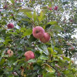 Aggteleki véralma - Szabadgyökeres, Vadalma alanyon