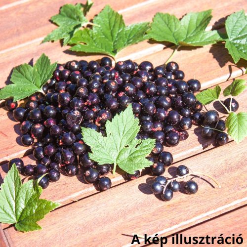 Dorottya feketeribiszke - Ribes nigrum ’Dorottya’ 