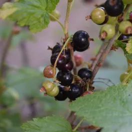 Fertődi 1 magas törzsű fekete ribizli - Konténeres