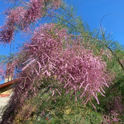 Francia tamariska - Tamarix gallica - Konténeres