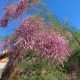 Francia tamariska - Tamarix gallica - Konténeres