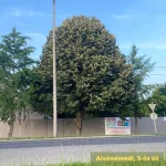 Ezüsthárs - Tilia tomentosa -Konténeres