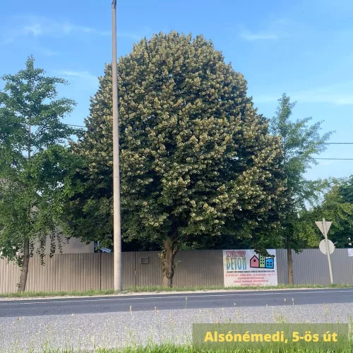 Ezüsthárs - Tilia tomentosa -Konténeres