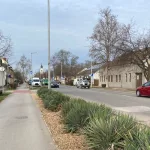 Kerti pálmaliliom - Yucca filamentosa