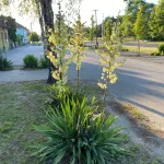 Kerti pálmaliliom - Yucca filamentosa