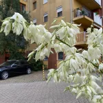 Kerti pálmaliliom - Yucca filamentosa