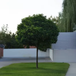   Gömbakác - Robinia pseudoacacia 'Umbraculifera' -  Szabadgyökeres