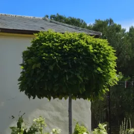   Gömbszivarfa - Catalpa bignonioides 'Nana' -  Szabadgyökeres