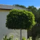 Gömbszivarfa - Catalpa bignonioides 'Nana' -  Szabadgyökeres