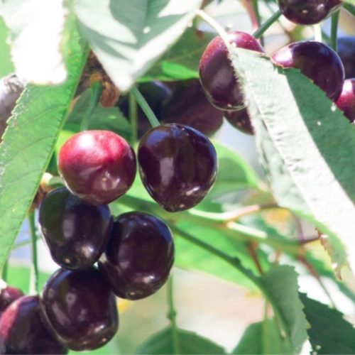 Kordia cseresznye - Szabadgyökeres