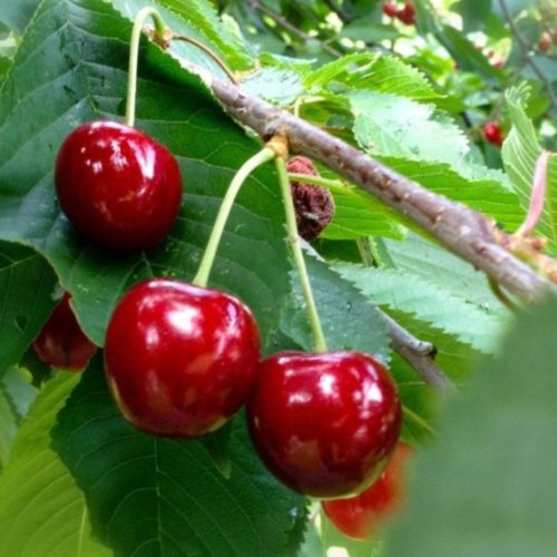 Christiana cseresznye - Szabadgyökeres