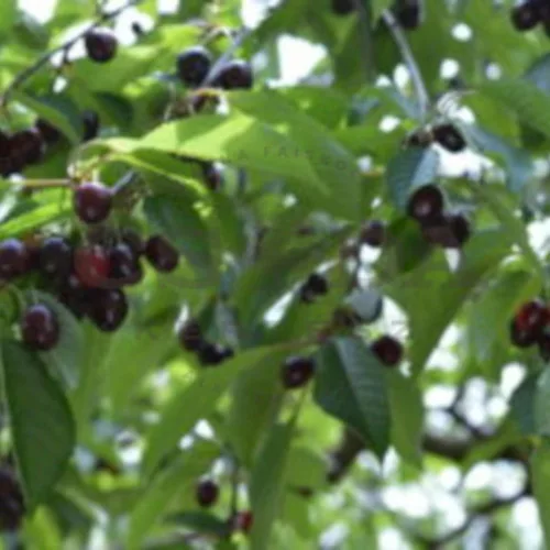 Szomolyai fekete cseresznye - Szabadgyökeres